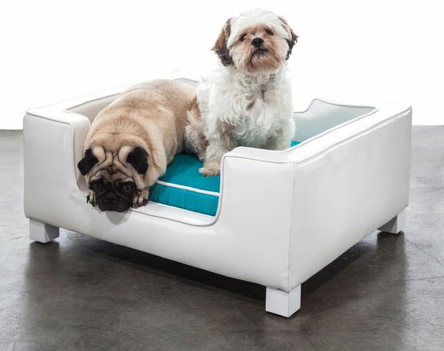 домашние любимцы домашние любимцы