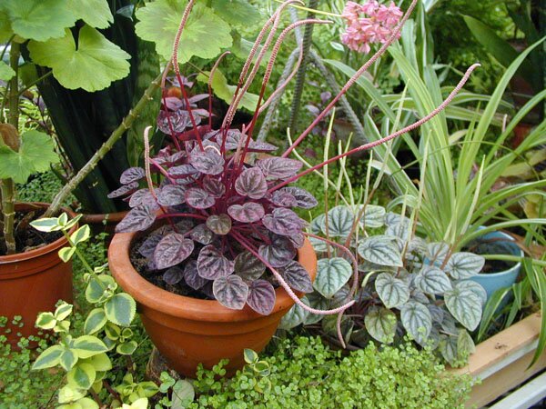 Советы по уходу за цветами Советы по уходу за цветами